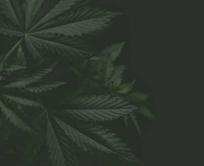 Cannabis